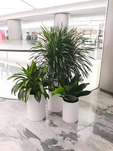 宁波余姚绿植出租，创意设计营造绿色氛围